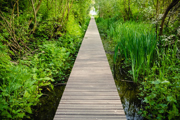Fototapeta premium Close up wooden flooring, bridge in park with green trees background, copy space