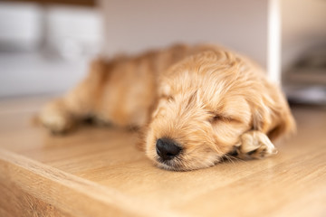 Plakat Sweet cockapoo puppy sleeping
