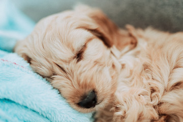 Sweet cockapoo puppy sleeping