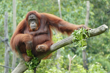female orang utan sitting on a tree and look in the camera with food in hand - obrazy, fototapety, plakaty
