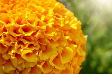 Detailed image of yellow marigold petals. Flower detail and texture