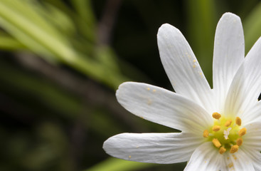 Obraz na płótnie Canvas white crocus flower