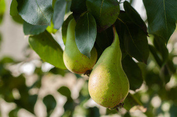 Two green pears on a tree
