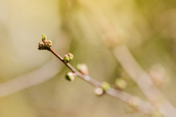 Twig with young blossoming leaves in the spring. Young tree growing at the spring. The buds have bloomed. Close-up. Copy space. Ecological and birth concept. Buds bloom on a tree. Selective focus.