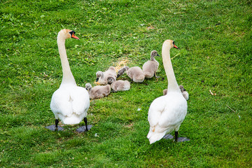 Family of swans. Mother, Father, and their babies at shoreline in nature. Swan family with chicks in the nature. 