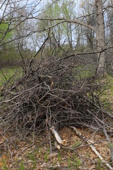 tree in the forest