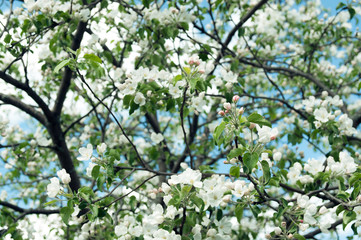 Flowering apple tree. Blossoming apple tree flowers on a sunny spring day.