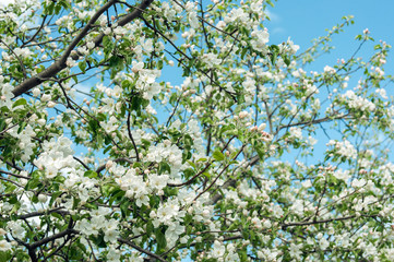 Flowering apple tree. Blossoming apple tree flowers on a sunny spring day.