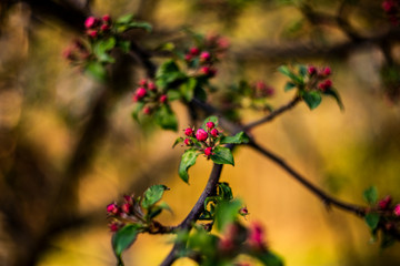 flowers in the garden