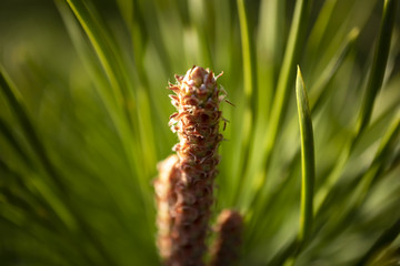 close up of pine cone