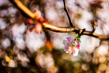 caterpillar on a tree