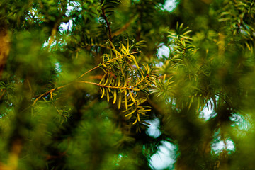 green pine tree