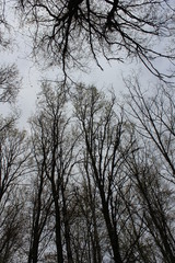 Fototapeta na wymiar trees in the sky