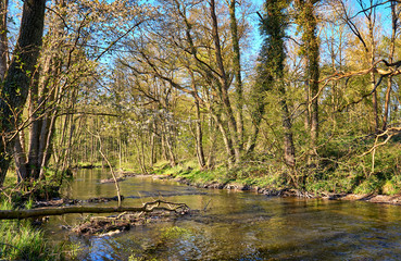River deep in the forest. Warnow Durchbruchstal in Mecklenburg-Vorpommern. Germany