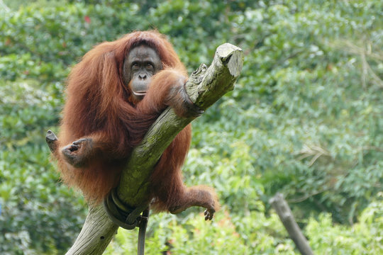 Orang utan female sit on a tree and look in the camera