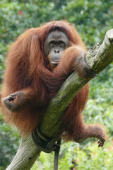 female orang utan sitting on a tree and look in the camera