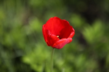Obraz premium Red Tulip flower in the open air.Defocused. An open Bud on a blurry green background.Art photo