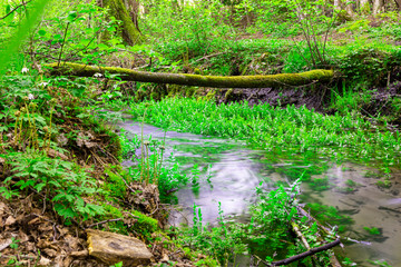 Stream in the woods