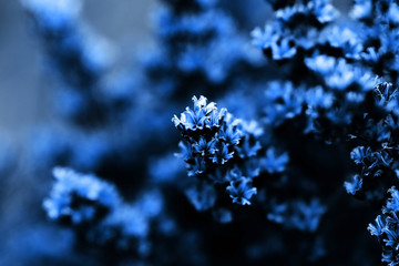 Orange colour dry flowers with selective focus. Colour of the year. Abstract background concept with perspective. Copy space. Waiting summer period. Ecological spring and autumn concept .