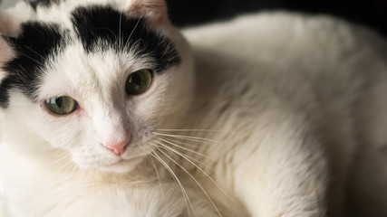 
Black and white cat. Free entry space.