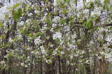 blossoming apple tree in spring
