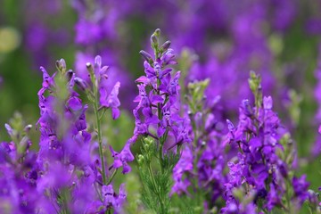 Naklejka premium Purple flowers in the meadow