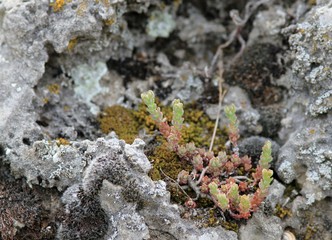 Succulents growing on rocks in the Pobiti Kamani nature reserve (Bulgaria)