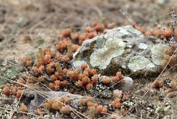 Succulents growing on rocks in the Pobiti Kamani nature reserve (Bulgaria)