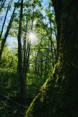 The sun shines through the treetops on the Teufelsberg in Berlin. The forest shines green and the moss shimmers.