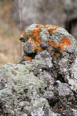 Picturesque stones in the reserve " Pobiti Kamani "(Bulgaria)