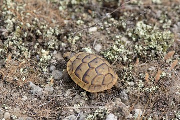 Baby Mediterranean turtle Testudo graeca