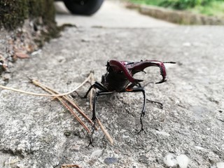 Male deer beetle. warlike Lucanus cervus, deer beetle