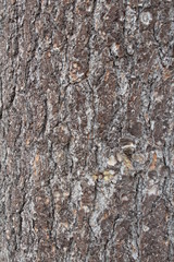 texture of the bark