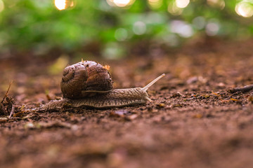 Snail on the forest