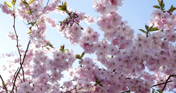 Japanese plum blossom in the city garden. Saint Petersburg Friendship Garden, plum blossom