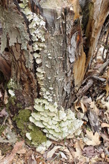 tree bark and moss