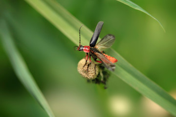 Portrait of cute spring beetle on green background