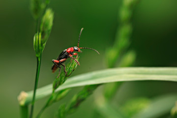 Portrait of cute spring beetle on green background