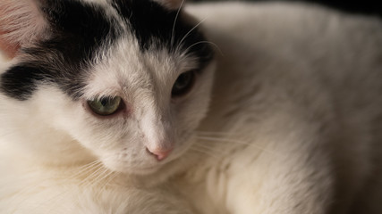 
Black and white cat. Free entry space.