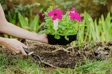 Close-up plan of female woman hands digging with a spatula seedlings with petunia flowers to plant them. Spring season. Preparation for the summer season. Gardening and plant growing concept. 