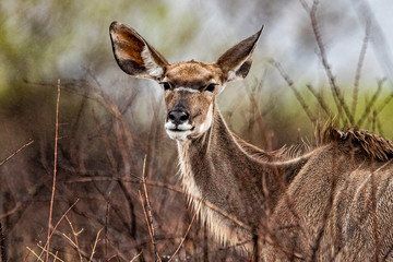 A kudu in the plains during a thunderstorm near Halali in Etosha National Park