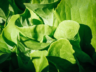 Background texture of Salad 