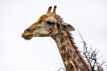 Obraz premium A giraffe grazes in the plains near Halali