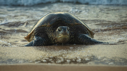 Turtles on the beach in Hawaii