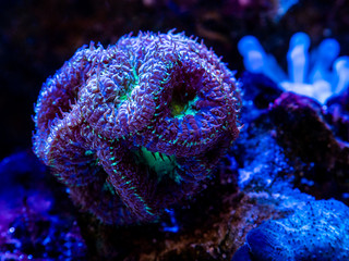 Purple and Green Blastomussa wellsi (LPS coral) in a reef aquarium