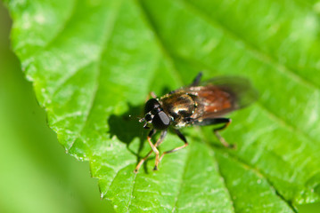 This is not a fly with big brown goggle eyes, it is a brilliant coquette