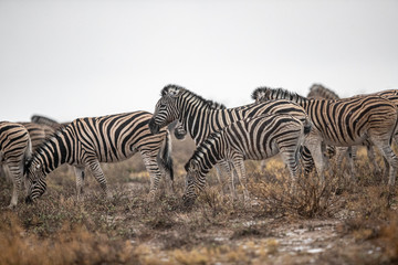 Fototapeta na wymiar Zebras in the plains during a thunderstorm