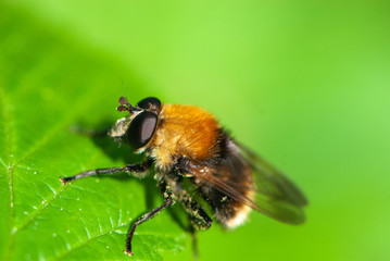 Close-up hoverfly or drone fly on green leaf of nettles on green background in forest