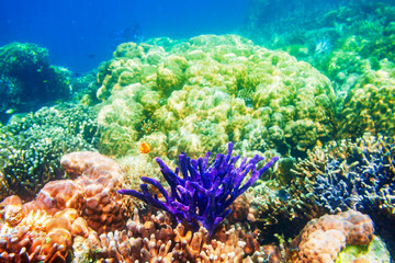 Underwater coral reef tropical landscape