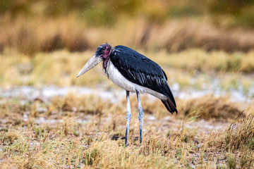 A marabou stork stands in the plains during a thunderstorm near Charitsaub